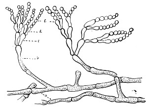 Fig. 79.&mdash;Penicillium.