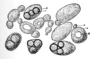 Fig. 81.&mdash;Saccharomyces with ascospores.