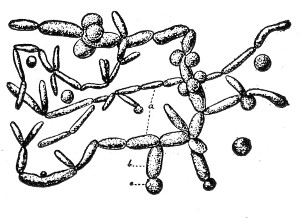 Fig. 82.&mdash;Torula.