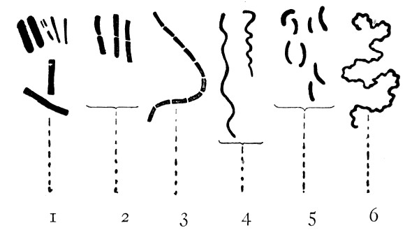 Fig. 84.&mdash;Types of bacteria&mdash;bacilli, etc.: 1, Bacilli;
2, diplobacilli; 3 streptobacilli; 4, spirilla; 5, vibrios; 6,
spiroch&aelig;t&aelig;.