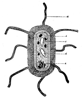Fig. 85.&mdash;Dragrammatic sketch of composite bacterium to
illustrate details of anatomical structure.