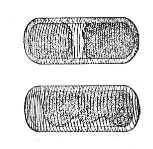 Fig. 86.&mdash;Plasmolysis.