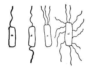 Fig. 87.&mdash;Types of ciliation.