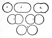 Fig. 88.&mdash;Fission o&pound; cocci.