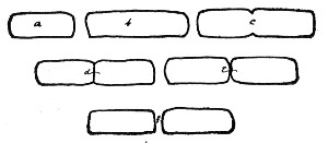 Fig. 89.&mdash;Fission of bacteria.
