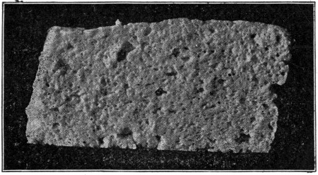 Fig. 20. Curd from a badly tainted milk. Large ragged
holes are mechanical; numerous small holes due to gas. This curd was a
"floater."