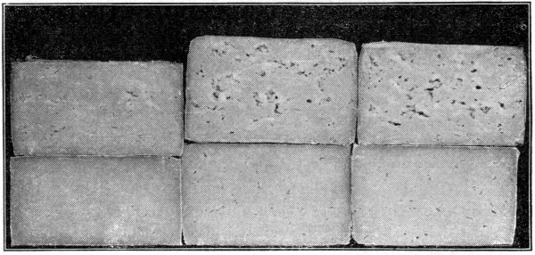 Fig. 31. Influence of curing temperature on texture of
cheese. Upper row ripened eight months at 60&deg; F.; lower row at 40&deg; F.