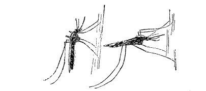 Fig. 78.&mdash;Resting positions for ordinary mosquito (left)
and malarial mosquito (right).