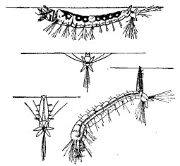 Fig. 79.&mdash;Top view is of larva of Anopheles. Bottom view
is of larva of Culex.