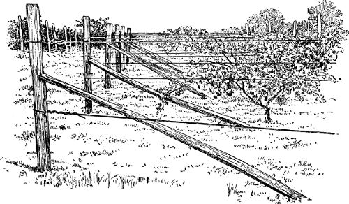 Fig. 15. A trellis and a common method of bracing end
posts.