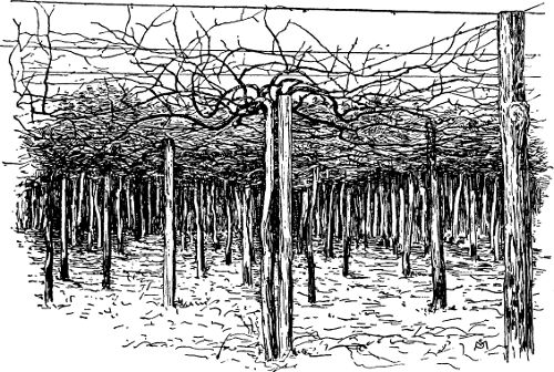 Fig. 21. Rotundifolia vines trained by the overhead
method.