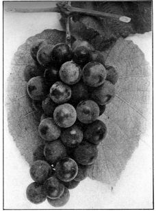 Plate XXII.