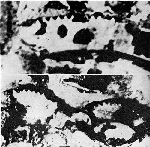 Antikythera Machine,
Detail From Figure&nbsp;6
showing gearing.