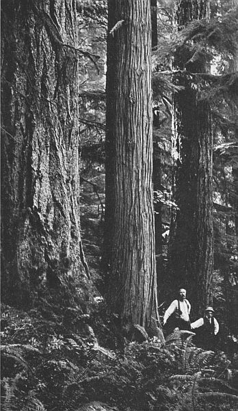 A FIR, A CEDAR, AND A HEMLOCK&mdash;PRINCIPAL TREES IN WASHINGTON.