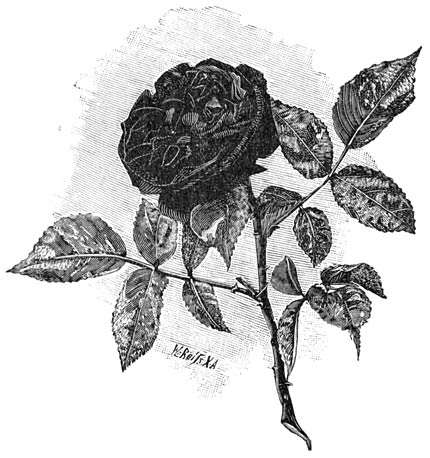 Fig. 90. Remontant-Roos &ldquo;Foliis tricoloribus&rdquo;.