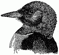 Red-headed Woodpecker&mdash;Eastern.
(One half natural size.)