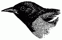 Baltimore Oriole&mdash;Eastern.
(One half natural size.)