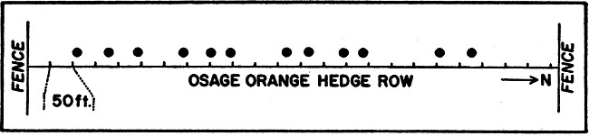Fig. 2. Diagram illustrating spacing (due to
territoriality or intolerance of the rats) in twelve woodrat houses in a
hedge row extending south from south boundary of the Reservation at the
middle.
