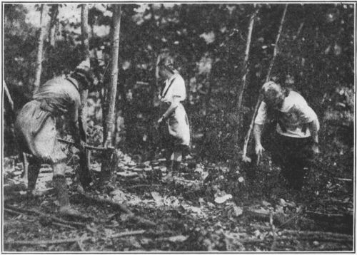 Wood Cutters