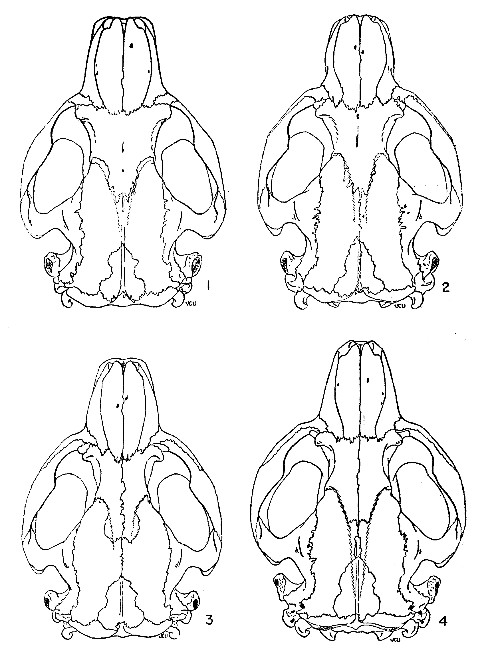 Figs. 1-4 Dorsal views of skulls of Castor canadensis.
&times; 1/2