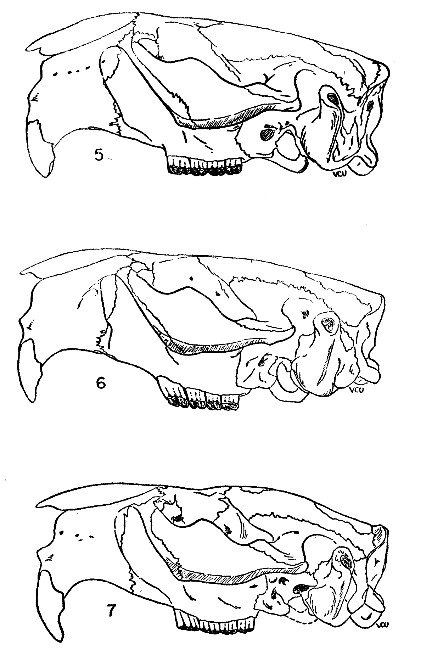 Figs. 5-7 Lateral views of left side of skulls of Castor
canadensis. &times; 1/2