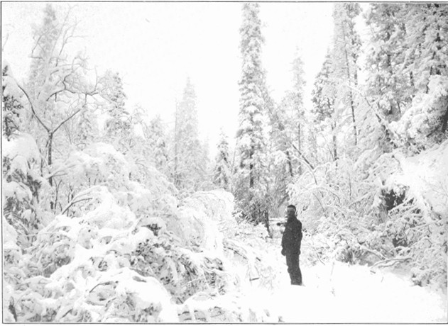 Copyright by J. Doody, Dawson

A Yukon Snow Scene near White Horse