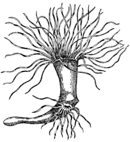 Fig. 1.&mdash;Cerianthus membranaceus, in which a second oral
aperture, surrounded by tentacles, has appeared as the result of an
artificial slit. (After Loeb.)