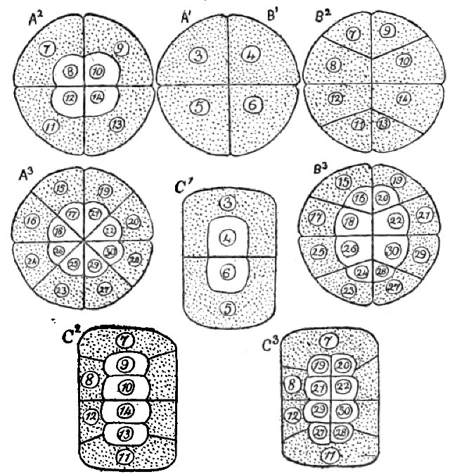 Fig. 3.&mdash;Diagrams of the Eggs of Frogs, which show how
alteration of the cleavage process changes the mode in which the nuclear
material is distributed. The nuclei indicated by the same numbers have the
same descent in all the diagrams. All the eggs are viewed from the animal
pole. A. Normally developing eggs. B. Eggs developing under compression by
horizontal plates. C. Eggs developing under compression by vertical
plates.