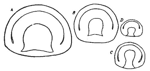 Fig. 4.&mdash;Normal and Fractional Gastrul&aelig; Amphioxus.

(After Wilson.)

A Gastrula from a whole egg; B, C and D, gastrul&aelig; from single cells
artificially separated, (B) from the two-celled stage, (C) from the
four-celled, and (D) from the eight-celled stages of normal development.