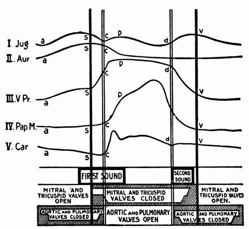 Fig. 35.&mdash;Semidiagrammatic representation of the events in the cardiac cycle: Jug.,
pulse in the jugular vein; Aur., contraction of auricle; V. Pr., intraventricular pressure;
Pap. M., contraction of the papillary muscles; Car., carotid pulse. Below are
given the times of occurrence of the heart sounds and of the opening and closing of
the heart valves. (After Hirschfelder.)