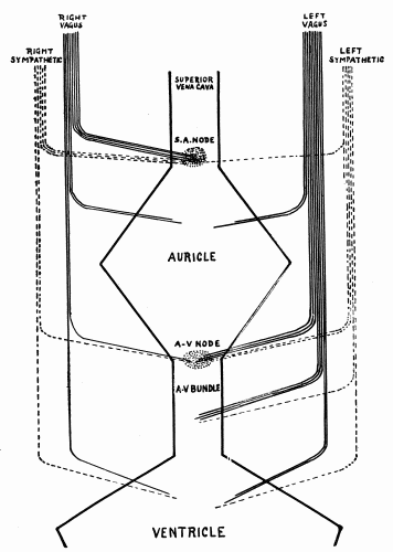 Fig. 53.&mdash;Schematic distribution of right and left vagus. (After Hart.)