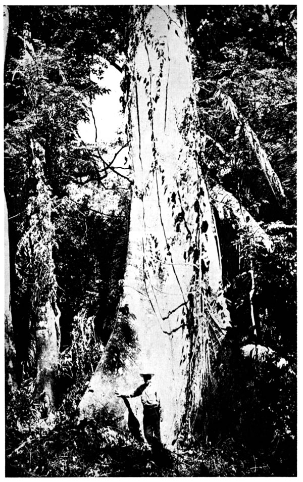Interior of rainforest at Chinaj&aacute;. Notice size of buttresses on large tree (Ceiba pentandra).