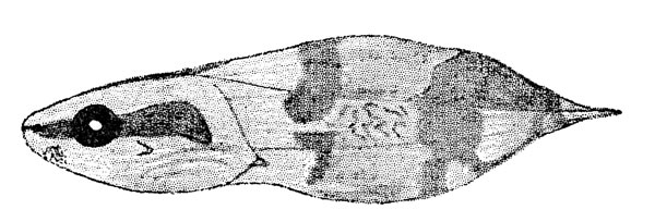 Fig. 2. Tadpole of Hyla ebraccata (KU 59986) from Toocog, El Pet&eacute;n, Guatemala.