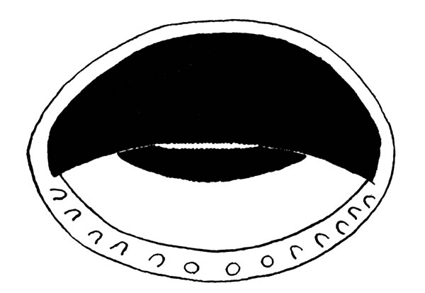 Fig. 3. Mouthparts of larval Hyla ebraccata (KU 59986) from Toocog, El Pet&eacute;n, Guatemala.