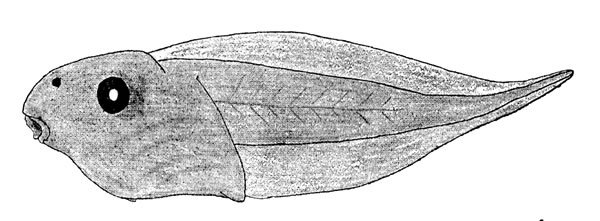 Fig. 4. Tadpole of Phyllomedusa callidryas taylori (KU 60006) from Toocog, El Pet&eacute;n, Guatemala. 