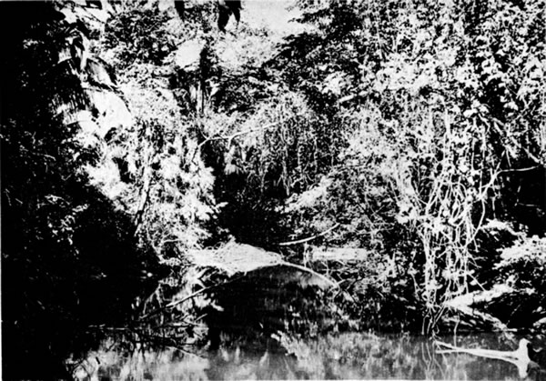 Fig. 1. Rainforest along R&iacute;o San Rom&aacute;n, 16 kilometers north-northwest of Chinaj&aacute;.