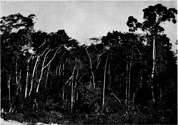 Fig. 1. Edge of rainforest along airstrip at Chinaj&aacute;, El Pet&eacute;n, Guatemala.
