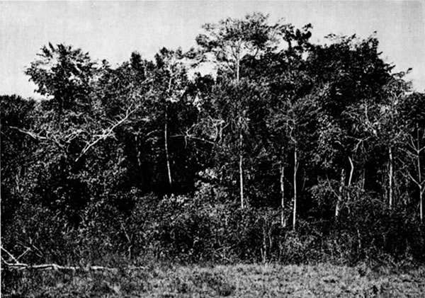 Fig. 2. Rainforest at edge of savanna at Toocog, El Pet&eacute;n, Guatemala.