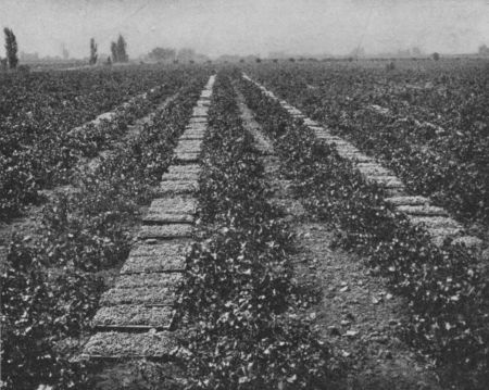 Fig. 59.&mdash;Drying Raisin Grapes.