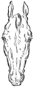 Fig. 1.&mdash;Head of Arabian Steed.
