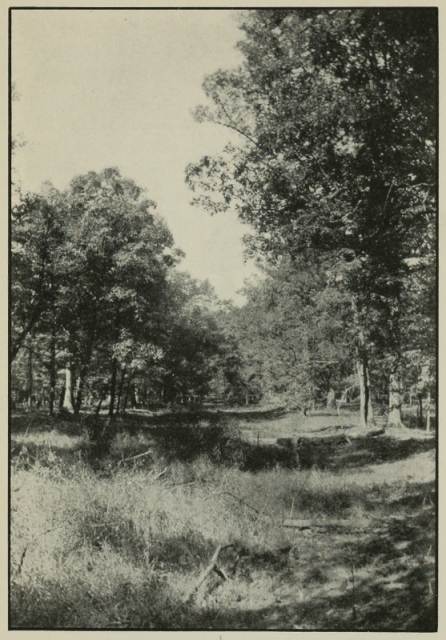Braddock&rsquo;s Road
in the Woods near Farmington, Pennsylvania