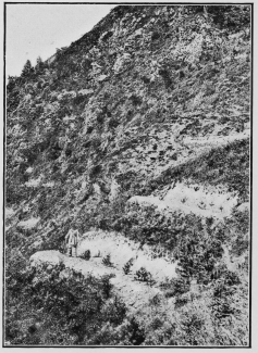 Terraces cut on the hill sides and planted with trees to
prevent the fall of avalanches.
To face p. 65.