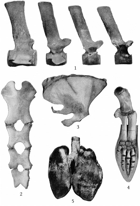 Plate 13 SKELETON AND LUNGS OF MESOPLODON EUROP&AElig;US