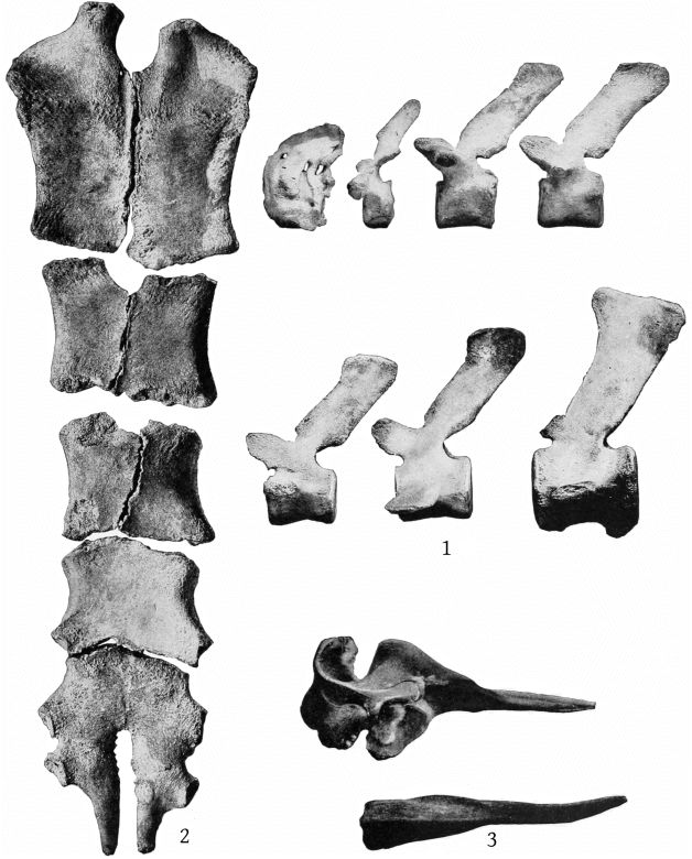 Plate 32 BERARDIUS BAIRDII AND HYPERO&Ouml;DON AMPULLATUS