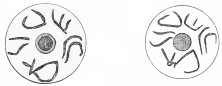 Nos. 292, 293. Two Trojan Whorls from the same depth (7
M.) with an identical inscription.