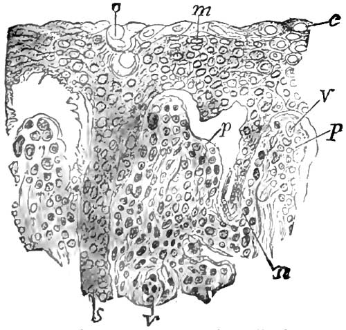 Section of the rete mucosum and papillæ from the
			same case of pemphigus as Fig. 6