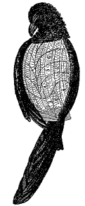 Fig. 62.