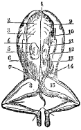 Fig. 82.