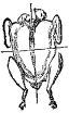 Fig. 94.&mdash;Perdiz.