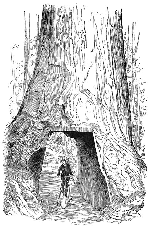 THROUGH THE SEQUOIA&rsquo;S HEART.&mdash;(Page 141.)
